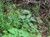 /album/decouvertes-en-balade/balades-plantes-juin-035-jpg/